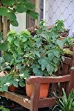 Lowberry® Brombeere Little Black Prince® - 5 lt. Topf, gut durchwurzelte Pflanzen