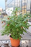 Lowberry® Himbeere Little Red Princess® - 5 lt. Topf, gut durchwurzelte Pflanzen