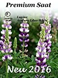 Lupine Avalune Lilac-White 20 Samen