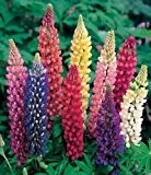 Lupine Russell Strain Mix - Lupinus polyphyllus - Blume - 50 Samen