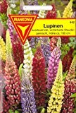 Lupinen, Lupinus polyphyllus, ca. 40 Samen, winterhart
