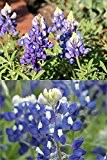 Lupinus texensis - Bluebonnet - Lupine - Blume - 25 Samen