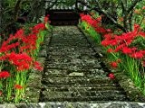 Lycoris Radiata Birnen, 16 Farben erhältlich Bana Zwiebeln Topfpflanzen Indoor Bonsai Garden (nicht Samen) - 2 Stück, schickte Samen als ...