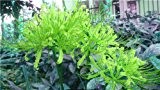Lycoris Radiata Birnen, 16 Farben erhältlich Bana Zwiebeln Topfpflanzen Indoor Bonsai Garden (nicht Samen) - 2 Stück, schickte Samen als ...