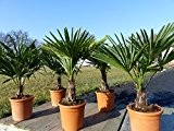 M Trachycarpus fortunei 90 - 110 cm, Hanfpalme, winterharte Palme bis -18°C