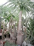Madagaskar Palme 10 frische Samen -pachypodium lamerei-