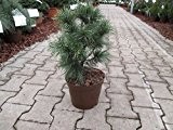 Mädchenkiefer - Pinus parviflora - Schoons Bonsai - dekoratives Nadelgehölz - sehr winterhart - 25-30 cm