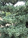 Mädchenkiefer - Pinus parviflora Tempelhof - 40-50cm im 3 Ltr. Topf