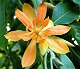 Magnolia champaca - Champaka - Champak - Joy Parfuembaum - 10 Samen