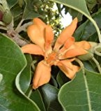 Magnolia champaca - Joy Parfümbaum - 10 Samen -