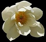 Magnolia doltsopa - Süße Magnolie - syn: Michelia doltsopa - Magnolia excelsa - 10 Samen