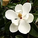 Magnolia grandiflora - 5 samen