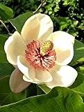 Magnolia pterocarpa - Wilde Magnolie - 10 Samen