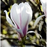 Magnolia soulangiana (Tulpenmagnolie) 80-100cm / 5l oder 7,5l-Container (Laubgehölze, Magnolien)