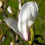 Magnolia stellata Rosea (Rosa Sternmagnolie) 40-60cm / 5l-Container (Laubgehölze, Magnolien)