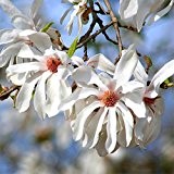 Magnolia stellata (Sternmagnolie) 100-125cm / 5l oder 7,5l-Container (Laubgehölze, Magnolien)