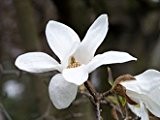 Magnolia stellata - (Sternmagnolie)- Containerware 40-60 cm