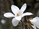 Magnolia stellata - (Sternmagnolie)- Containerware 60-100 cm