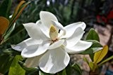 Magnolie Magnolia doltsopa Tempelmagnolie 5 Samen SELTEN
