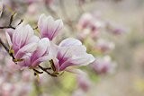 Magnolie, Magnolia loebneri, Tulpenbaum, 5 Samen (frosthart)