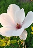 Magnolie Magnolia sieboldii Rarität 3 Samen