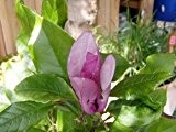 Magnolie 'Susan' - Magnolia liliflora 'Susan' - Blütengehölz