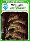 Mähnengerste, Ziergras, Hordeum jubatum, ca. 120 Samen