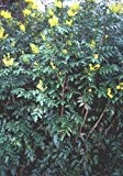 Mahonie ** Mahonia aquifolium ** (10 Stück Mahonie Str. l. 2Tr. 25-40 cm)
