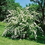 Maiblumenstrauch weiß blühend, 1 Pflanze