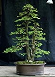 Mammutbaum 10 Samen (Sequoia sempervirens)- Bonsai