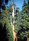 Mammutbaum - Bergmammutbaum - größter Baum der Welt - Sequoiadendron giganteum - 20 Samen -