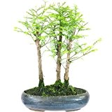 Mammutbaum, Bonsai, 8 Jahre, 32cm