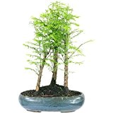 Mammutbaum, Bonsai, 8 Jahre, 34cm