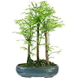 Mammutbaum, Bonsai, 8 Jahre, 35cm