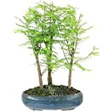 Mammutbaum, Bonsai, 8 Jahre, 35cm