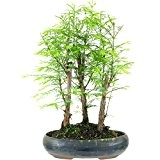 Mammutbaum, Bonsai, 8 Jahre, 36cm