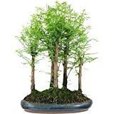 Mammutbaum, Bonsai, 8 Jahre, 45cm