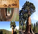 Mammutbaum / Riesenmammutbaum 25 SAMEN - Redwood - Winterhart