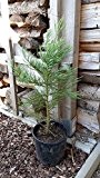 Mammutbaum Sequoiadendron Giganteum 75-85 cm 5 Jahre mit 10 Samen als Geschenk