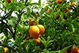 Mandarine Citrus reticulata Mandarinenbaum Pflanze 10cm essbare Früchte