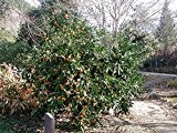 Mandarine (Citrus reticulata) Samen
