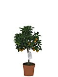 Mandarinenbaum, Citrus mitis, Zwergorange, Zitrusbaum kaufen