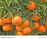 Mandarinenbaum Citrus reticulata 10 Samen Mittelmeermandarine