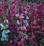 Mandelröschen - Clarkie Mix - Clarkia - Sommerblume - Blume - 500 Samen