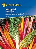 Mangold: Bunter Mangold 'Bright Lights', Beta vulgaris var. vulgaris - 1 Portion