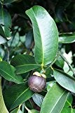 Mangostane Garcinia mangostana Mangostin Pflanze 10cm süße Früchte sehr selten