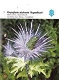 Mannstreu, Alpendistel, Eryngium alpinum, Superbum, ca. 100 Samen
