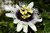 Maracuja Passionsfrucht Passionsblume - Passiflora edulis - 50-70cm 2 Ltr. Topf