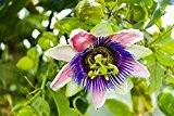 Maracuja Passionsfrucht Passionsblume - Passiflora edulis Purple giant- 70-80cm 2 Ltr. Topf