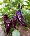 Marconi Purple/Violett 10 Samen ***Großer/Süßer Spitzpaprika aus Italien***